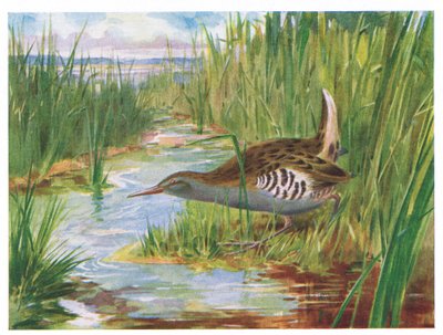 Water Rail, Illustration from British Birds by Kirkman & Jourdain, 1966 by H. Wormald